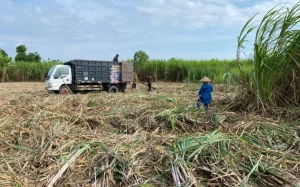 Membangun Fondasi Swasembada Gula Nasional: Mengoptimalkan Peran Kepala Desa dan Kemitraan Berkeadilan di Dompu
