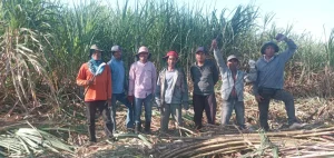 Transformasi Manis Tebu di Kaki Tambora: Antara Kesejahteraan Petani dan Jerat Tantangan Infrastruktur