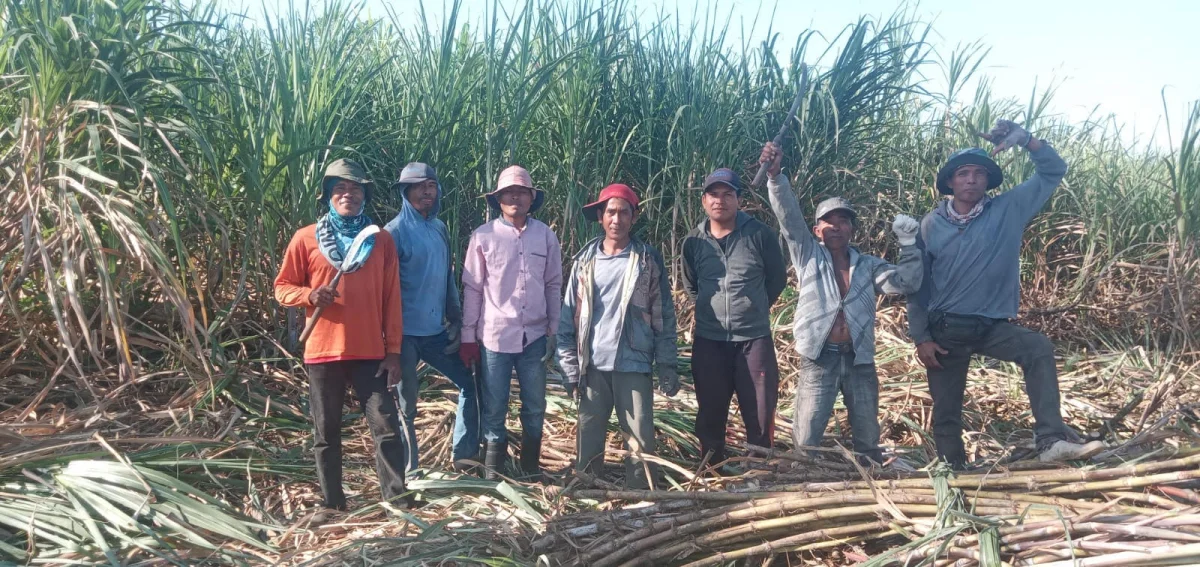 Transformasi Manis Tebu di Kaki Tambora: Antara Kesejahteraan Petani dan Jerat Tantangan Infrastruktur