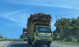 Potensi Gula Dompu Terancam Stagnasi: Status Kawasan Tebu Nasional Dipertanyakan di Tengah Lambatnya Implementasi dan Koordinasi Lintas Sektor