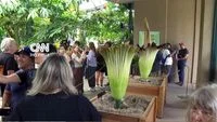 Fenomena Langka Mekarnya Dua Bunga Bangkai Secara Bersamaan di Kebun Raya Huntington Los Angeles Menarik Perhatian Dunia