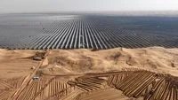 Dilema Hijau di Balik Ekspansi Energi Surya China: Ancaman Tersembunyi Terhadap Populasi dan Keanekaragaman Burung