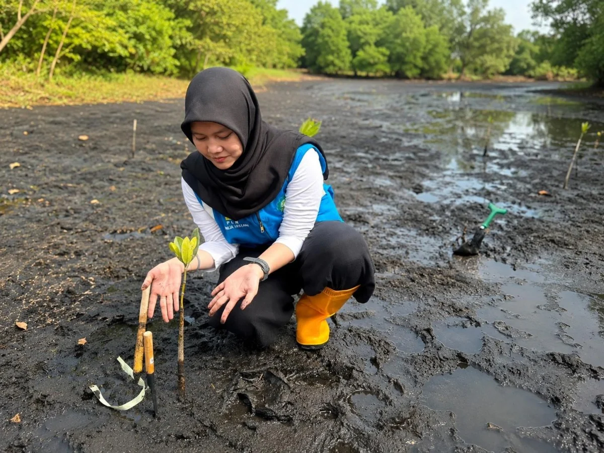 Tobelo Rawat Bumi: PLN Perkuat Konservasi Pesisir Melalui Penanaman Mangrove, Penyelamatan Burung Mamoa, dan Pelepasan Tukik