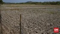 BMKG Laporkan Fenomena El Nino 2026 Memicu Kekeringan Ekstrem di 1.637 Titik Wilayah Indonesia dengan Hari Tanpa Hujan Mencapai Lebih dari Empat Bulan