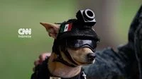 Comando Sang Chihuahua Tangguh: Revolusi Peran Anjing Kecil dalam Satuan Elit Garda Nasional Meksiko