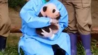 Everland Korea Selatan Resmi Umumkan Nama Bayi Panda Shu Bao dalam Perayaan 100 Hari Kelahirannya