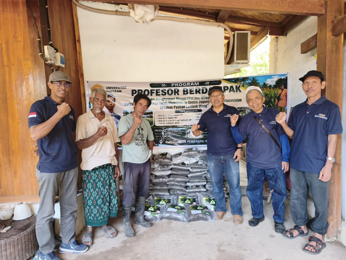 Inovasi Bioamelioran Universitas Mataram Transformasi Lahan Pasiran Lombok Utara Menjadi Sentra Produksi Jagung Ketan Berkelanjutan