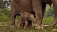 Kabar Gembira Konservasi Melalui Kelahiran Anak Gajah Sumatra di Flying Squad Taman Nasional Tesso Nilo Riau