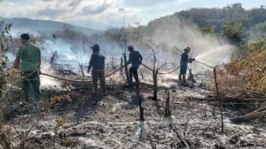 Kebakaran Hutan dan Lahan Landa Lombok Timur, 8 Hektare Lahan Terbakar di Sambelia