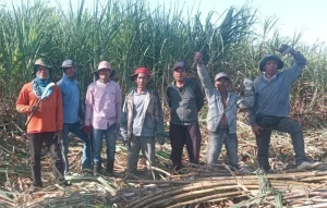 Ketika Lahan Tidur Berubah Menjadi Hamparan Hijau Tebu dan Harapan Baru Bagi Petani Desa Karombo