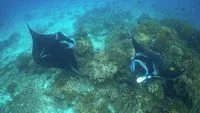 Manta Impact Bond: Terobosan Pembiayaan Konservasi Berbasis Hasil untuk Melindungi Pari Manta di Raja Ampat dan Masa Depan Ekonomi Biru Indonesia