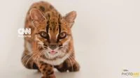 Penemuan Leopardus Tilcayo Spesies Kucing Liar Baru di Hutan Awan Bolivia Mengubah Peta Taksonomi Felidae Amerika Selatan