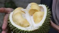 Revolusi Digital Durian Thailand: Integrasi Kecerdasan Buatan dan Teknologi China Guna Memperkuat Dominasi di Pasar Global